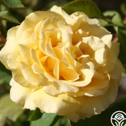 Pot 'O' Gold>Heirloom Roses
