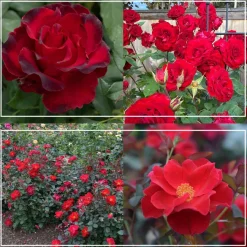 Pots in Full Bloom>Heirloom Roses Best