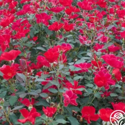 Pots in Full Bloom>Heirloom Roses Best