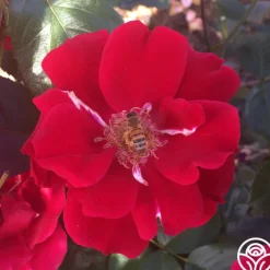 Prairie Clogger>Heirloom Roses