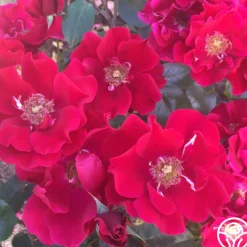 Prairie Clogger><noscript><img width=