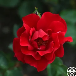Prairie Clogger><noscript><img width=
