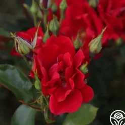 Prairie Clogger><noscript><img width=