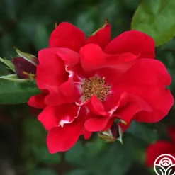Prairie Clogger><noscript><img width=