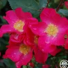 Prairie Flower>Heirloom Roses Hot