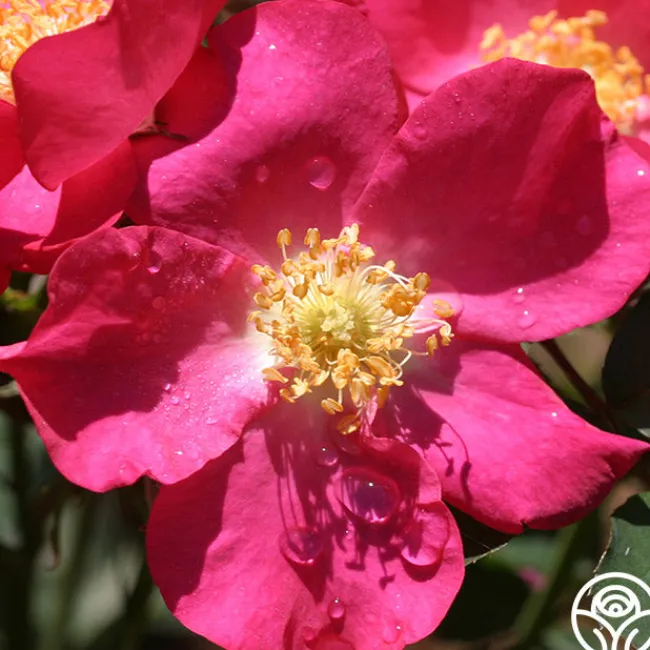 Prairie Flower>Heirloom Roses Hot