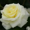 Prairie Harvest>Heirloom Roses Hot