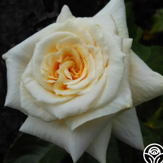 Prairie Harvest>Heirloom Roses Hot