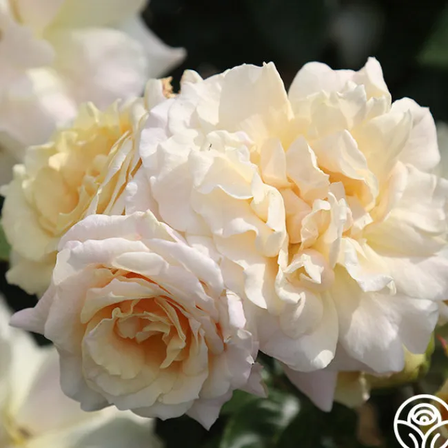Prairie Harvest>Heirloom Roses Hot