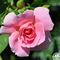 Prairie Princess>Heirloom Roses Clearance