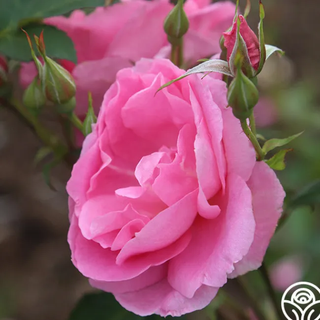 Prairie Princess>Heirloom Roses Clearance