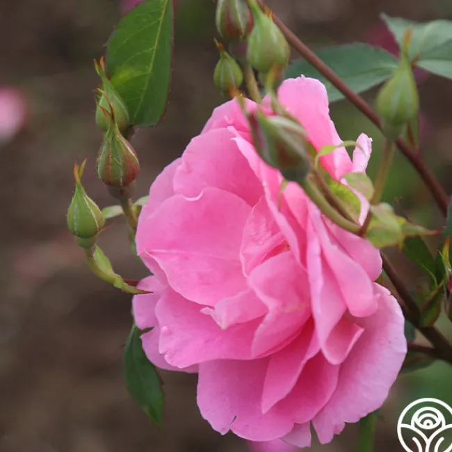 Prairie Princess>Heirloom Roses Clearance