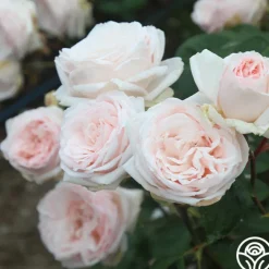 Prairie Star™>Heirloom Roses Clearance