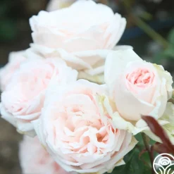 Prairie Star™><noscript><img width=