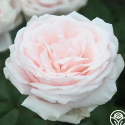 Prairie Star™><noscript><img width=