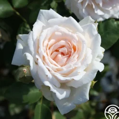 Prairie Star™><noscript><img width=