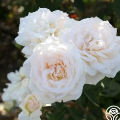 Prairie Star™><noscript><img width=