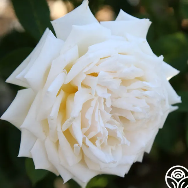 Prairie Star™>Heirloom Roses Clearance
