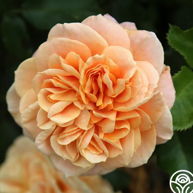 Prairie Sunrise>Heirloom Roses Best