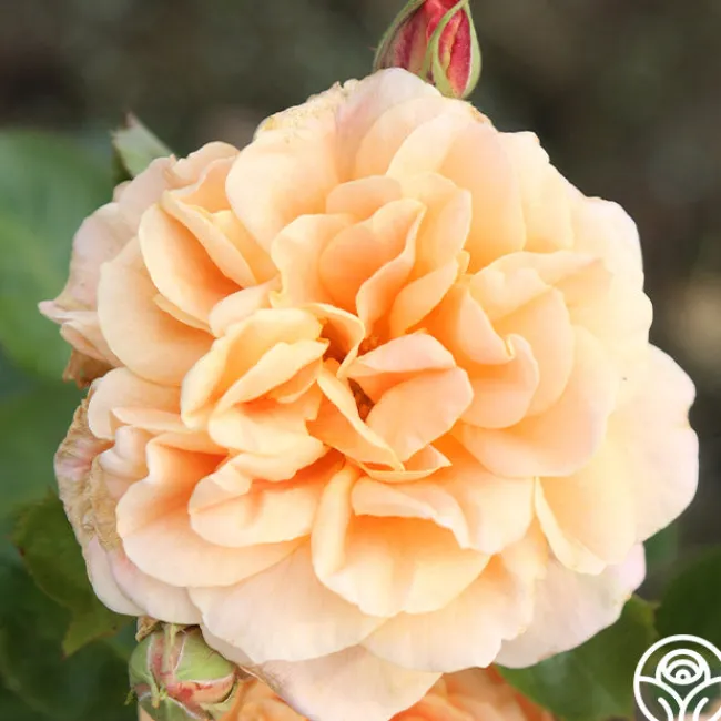 Prairie Sunrise>Heirloom Roses Best