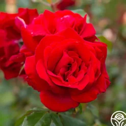 Precious Platinum>Heirloom Roses New