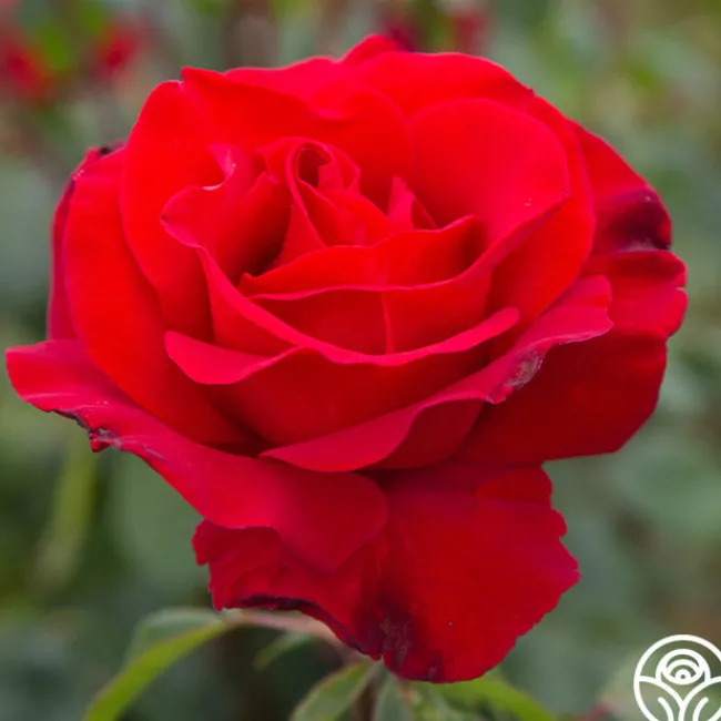 Precious Platinum>Heirloom Roses New