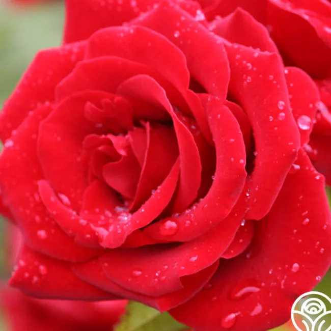 Precious Platinum>Heirloom Roses New