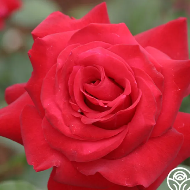 Precious Platinum>Heirloom Roses New