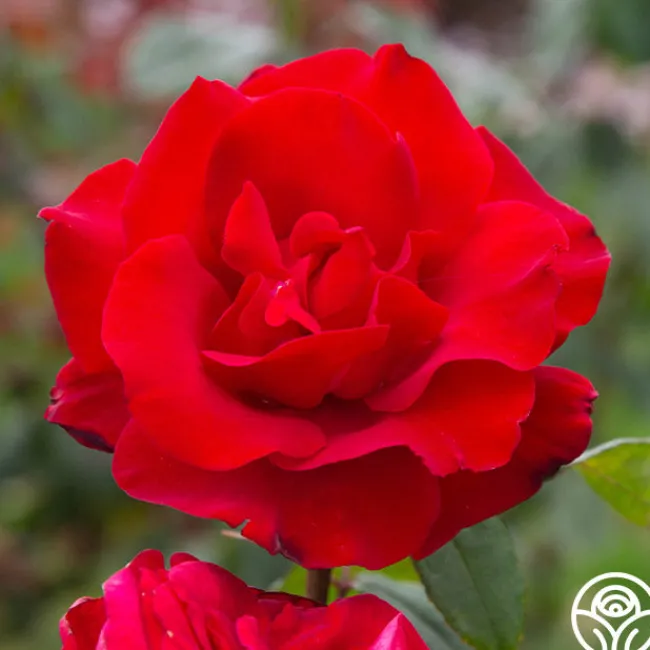 Precious Platinum>Heirloom Roses New