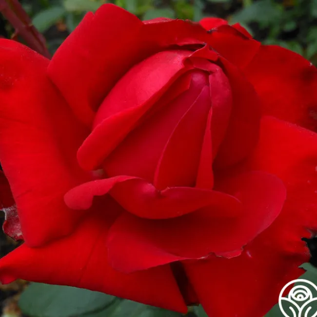 Precious Platinum>Heirloom Roses New