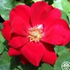 Preference®>Heirloom Roses Discount