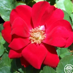 Preference®>Heirloom Roses Discount