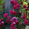 Pretty in Pink Eden Climber®>Heirloom Roses Hot