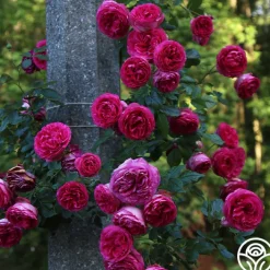 Pretty in Pink Eden Climber®>Heirloom Roses Hot