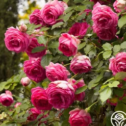 Pretty in Pink Eden Climber®>Heirloom Roses Hot