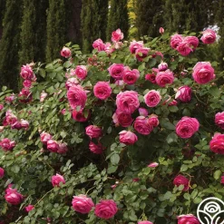 Pretty in Pink Eden Climber®><noscript><img width=
