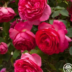 Pretty in Pink Eden Climber®><noscript><img width=