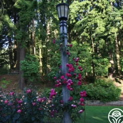 Pretty in Pink Eden Climber®><noscript><img width=