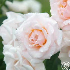Pretty Lady®>Heirloom Roses Clearance