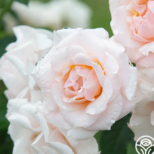 Pretty Lady®>Heirloom Roses Clearance