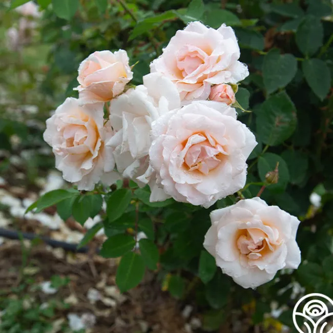 Pretty Lady®>Heirloom Roses Clearance