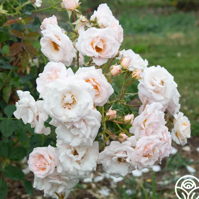 Pretty Lady®>Heirloom Roses Clearance