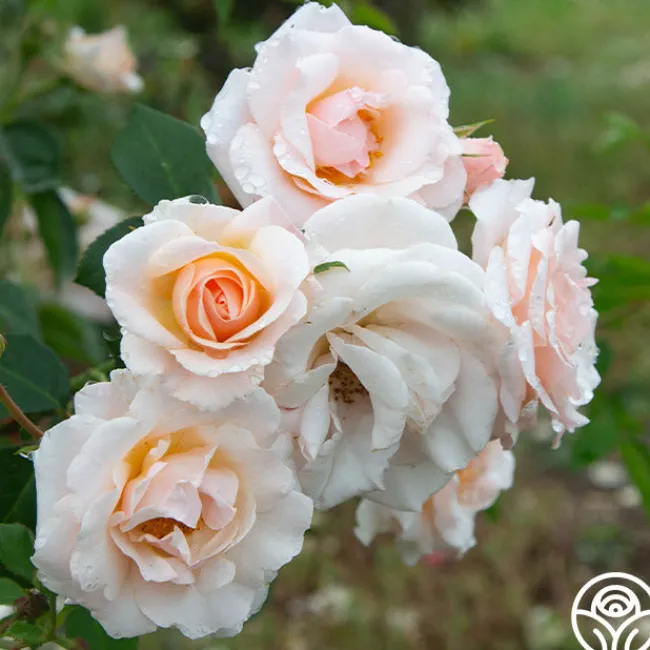 Pretty Lady®>Heirloom Roses Clearance