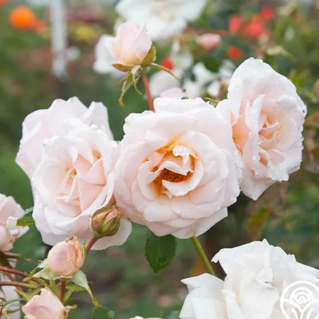 Pretty Lady®>Heirloom Roses Clearance