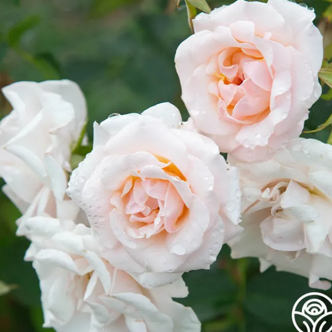 Pretty Lady®>Heirloom Roses Clearance