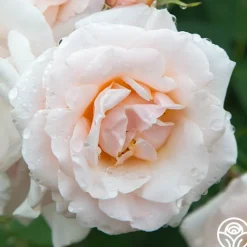 Pretty Lady®><noscript><img width=