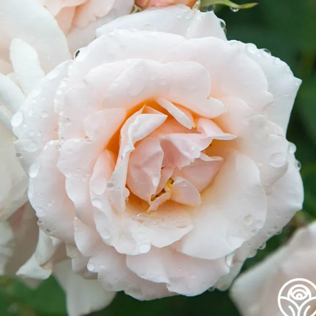 Pretty Lady®>Heirloom Roses Clearance