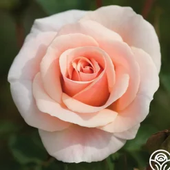 Pretty Lady®><noscript><img width=