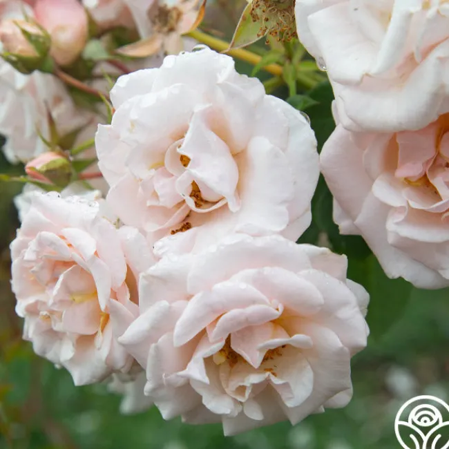 Pretty Lady®>Heirloom Roses Clearance