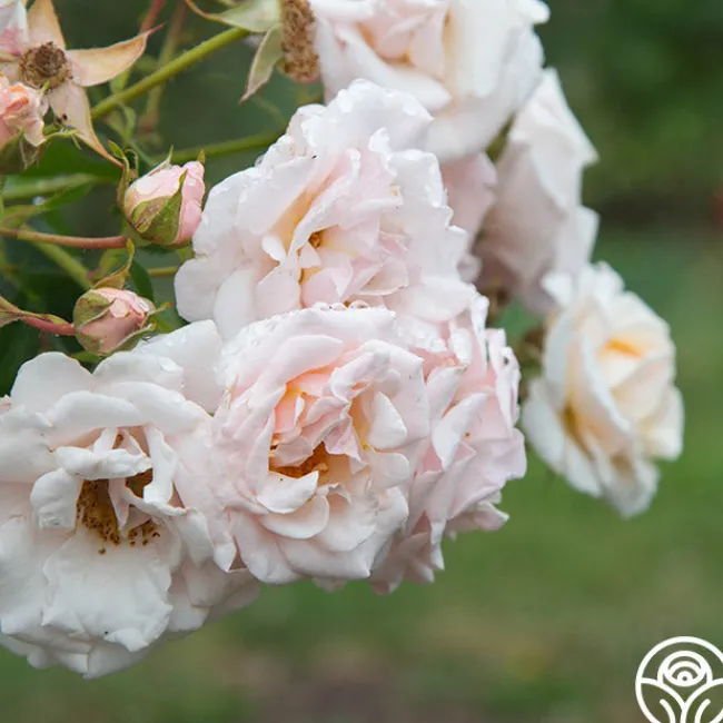 Pretty Lady®>Heirloom Roses Clearance
